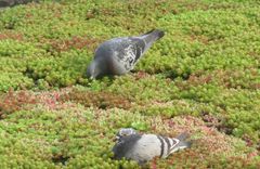 Columba livia domestica