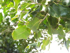 Olea capensis macrocarpa
