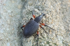 Otiorhynchus cardiniger