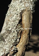 Olea capensis macrocarpa