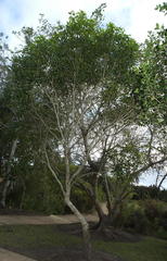 Olea capensis macrocarpa