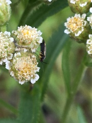 Plagiognathus obscurus