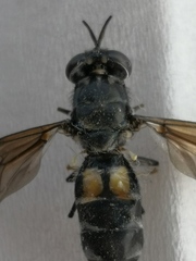 Hermetia illucens