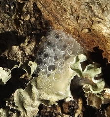 Olea capensis macrocarpa