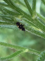 Plagiognathus obscurus