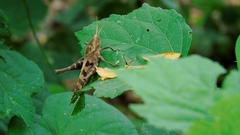 Xyleus discoideus mexicanus