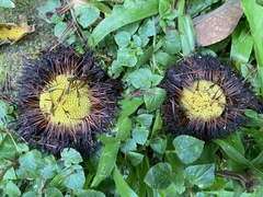 Neolamarckia cadamba