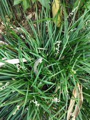 Ophiopogoneae