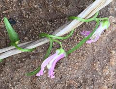 Cyphia volubilis volubilis