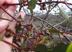 Eucalyptus phenax