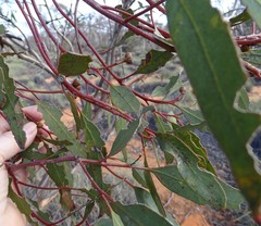Eucalyptus phenax
