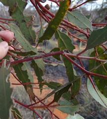 Eucalyptus phenax