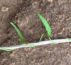 Cyphia volubilis volubilis