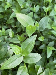 Tradescantia