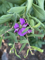 Polygala myrtifolia