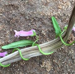 Cyphia volubilis volubilis