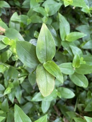 Tradescantia