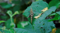 Xyleus discoideus mexicanus