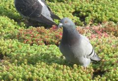 Columba livia domestica