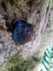 Monadenia subcarinata