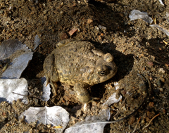 Anaxyrus californicus