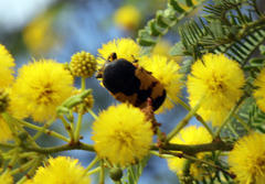 Gametoides subfasciata