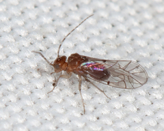 Anomopsocus amabilis