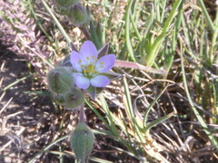 Spergularia macrotheca