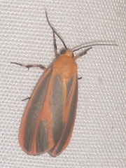 Hypoprepia miniata