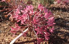 Brunsvigia bosmaniae
