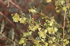 Dodonaea coriacea