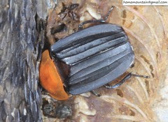 Necrophila brunnicollis
