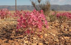 Brunsvigia bosmaniae