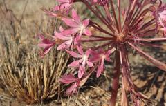 Brunsvigia bosmaniae