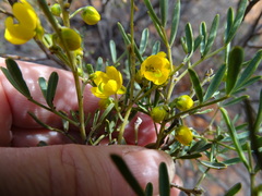 Senna artemisioides coriacea