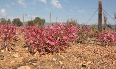 Brunsvigia bosmaniae