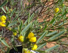 Senna artemisioides coriacea