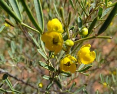Senna artemisioides coriacea