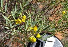 Senna artemisioides coriacea