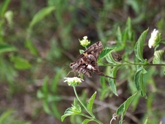 Chioides
