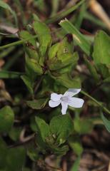 Dyschoriste burchellii