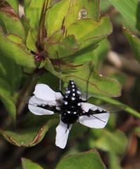 Dyschoriste burchellii