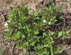 Dyschoriste burchellii