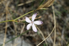 Dianthus ciliatus