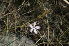Dianthus ciliatus