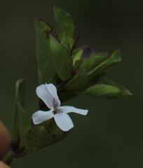 Dyschoriste burchellii