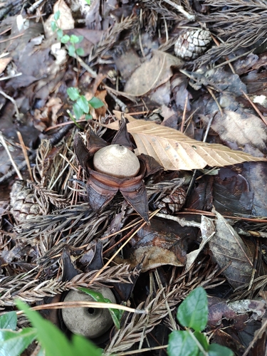 Geastrum