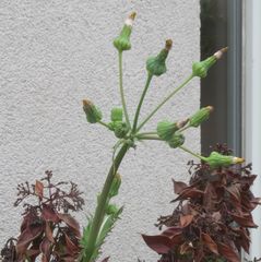 Sonchus