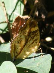 Junonia elgiva