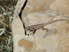 Uta stansburiana uniformis